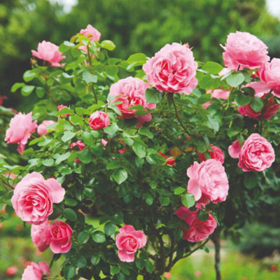 Rose Pink Patio Standard 2 Bare Root Plants