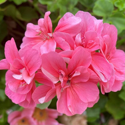 Rose Pink Trailing Geranium 1 x Plant in 9cm Pot - Ivy Geranium Summer ...