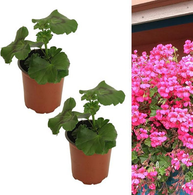 Rose Pink Trailing Geranium 2 x Plant in 9cm Pot - Ivy Geranium Summer ...