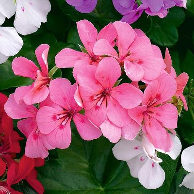 Rose Pink Trailing Geranium 2 x Plant in 9cm Pot - Ivy Geranium Summer ...
