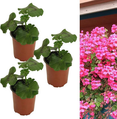 Rose Pink Trailing Geranium 3 x Plant in 9cm Pot - Ivy Geranium Summer ...