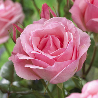 Rose 'Powder Pink' bare root bush