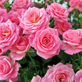 Rose Queen Elizabeth 3L potted rose