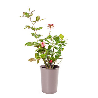 Elisabethan Rose セット Rose Queen Elizabeth 3L potted rose