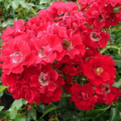 Rose Rambling Rosie 5 L Potted Rose,