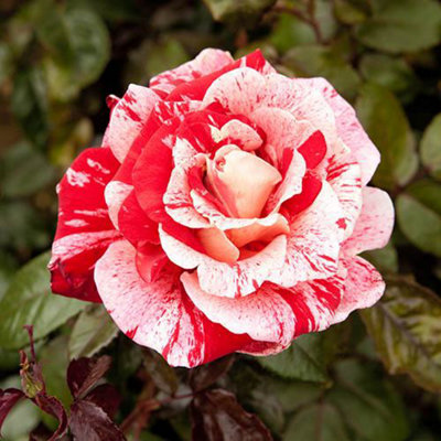 Rose 'Raspberry Ripple' (Papageno) in a 4L Pot, Two Toned Flowers of ...
