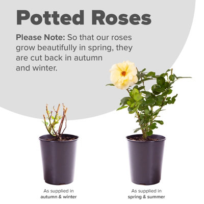 Rose 'Raspberry Ripple' (Papageno) in a 4L Pot, Two Toned Flowers of ...