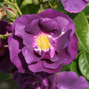 Rose 'Rhapsody in Blue' in a 3L Pot, Purple Flowers, Ready to Plant Out Rose Bush for UK Gardens