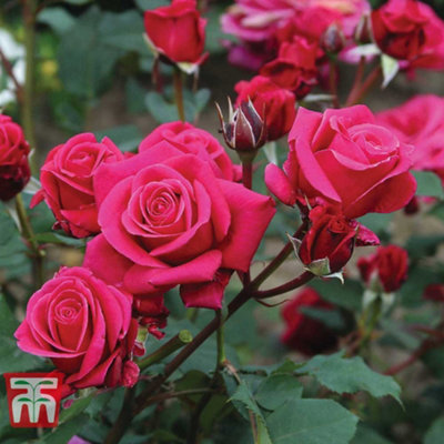 Rose (Rosa) (Hybrid Tea) Home Florist Timeless Charisma 1 Bare Root ...