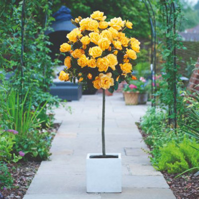 Rose (Rosa) Standard Yellow (40cm) 1 Bare Root at B&Q