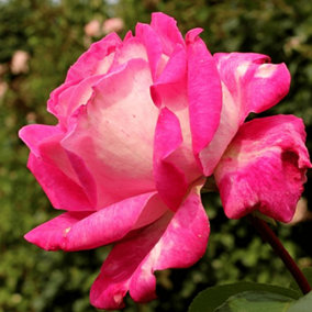 Rose Rose Gaujard (Hybrid Tea) 5L Potted Rose