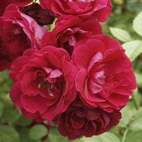 Rose 'Scarlet Queen Elizabeth' bare root(red)