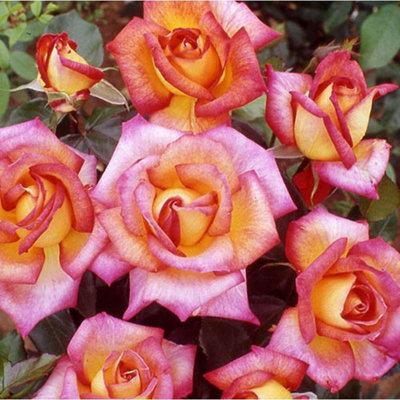 Rose 'Sheila's Perfume' in a 3L Potted, Potted Roses for Gardens Perfect for Pots, Containers or in Ground