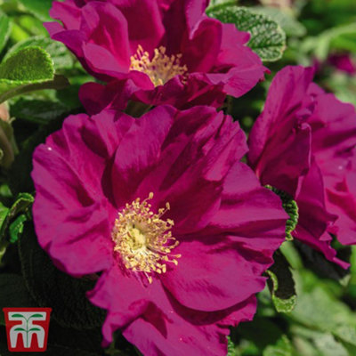 Rose (Shrub) rugosa Rubra 3.5 Litre Potted Plant x 1