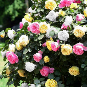 Rose Tricolour 3 Colours In One Plant (30-50cm Height Including Pot) Garden Rose - Multi-Colored Blooms