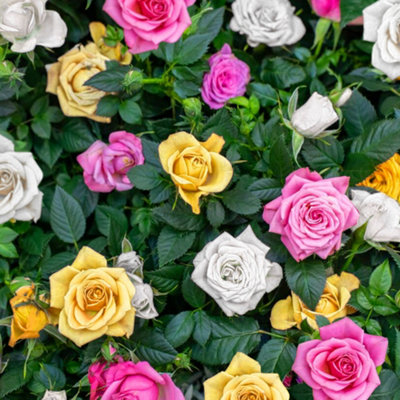 Rose Tricolour 3 Colours In One Plant (30-50cm Height Including Pot) Garden Rose - Multi-Colored Blooms