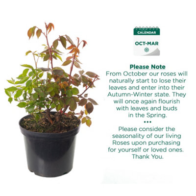 Rose Tricolour 3 Colours In One Plant (30-50cm Height Including Pot ...
