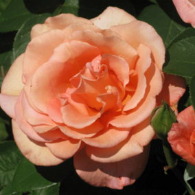 Rose Warm Wishes (Hybrid Tea) 5L Potted Rose