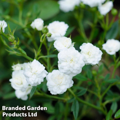 ROSE WHITE FAIRY 3 LITRE POTTED PLANT X 1