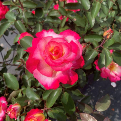 Rose You re My Everything - Award-Winning Hybrid Tea Rose - Fragrant ...