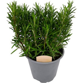 Rosemary Bush 14cm Pot - Ready to Plant in The Garden and Used for Culinary Purposes