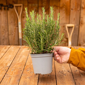 Rosemary Herb Plant - Distinct Rosemary Essence, Compact, Ideal for Container Planting (30-40cm Height Including Pot)