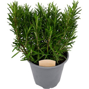 Rosemary Herb Plant in 14cm Pot - Upright Evergreen Plant - Ready to Plant