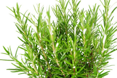 Rosemary Herb Plant in 14cm Pot - Upright Evergreen Plant - Ready to Plant