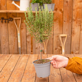 Rosemary Herb Tree - Lollipop Herb Bush, Aromatic Leaves, Tall and Versatile (60-90cm Height Including Pot)
