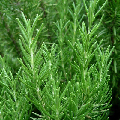 Rosemary Lollipop Tree in 14cm Pot - Rosmarinus Officinalis Herb Plant on Stem - for Culinary Use