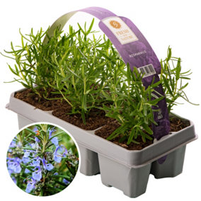 Rosemary Officinalis - Aromatic Herb Collection (Carry 6 Pack)