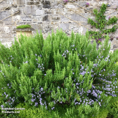 Rosemary 'Roman Beauty' - 3 Litre Potted Plant x 1