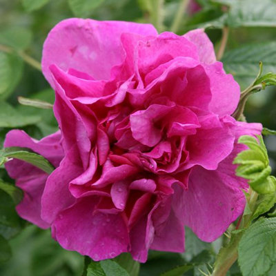 Buy Roseraie de l'Hay Rose Bush Pink Flowering Roses Shrub Rose 4L Pot ...