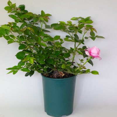 Roses Plants Pink in a 3L Deep Pot