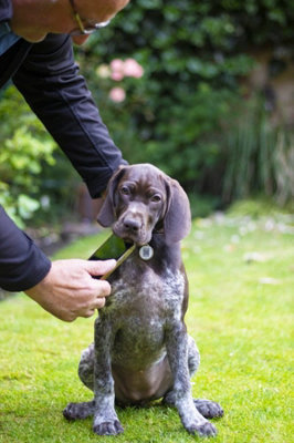 Rosewood Fetch Tag Smart Pet Tag ID Blue