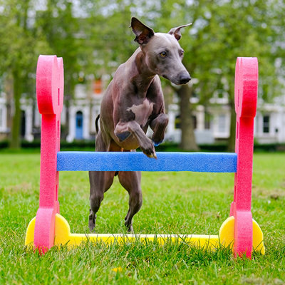 TRIXIE Agility Hurdle Adjustable Dog Jump, Ideal For Beginners & Advanced, Dog Obstacle Course Equipment 1 X Hurdle : TRIXIE