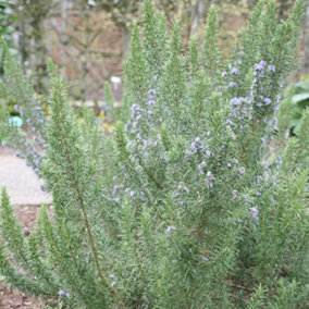 Rosmarinus Miss Jessops Upright Garden Plant - Upright Growth, Fragrant Leaves, Hardy (15-30cm Height Including Pot)