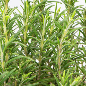 Rosmarinus Officinalis Garden Plant - Aromatic Perennial, Compact Size (15-20cm Height Including Pot)