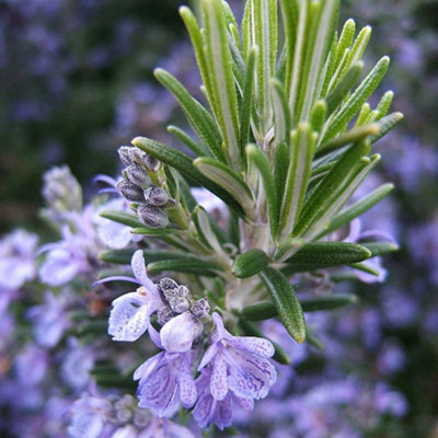Rosmarinus Officinalis Garden Plant - Fragrant Herb, Compact Size (20-30cm Height Including Pot)