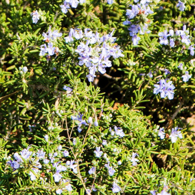 Rosmarinus Prostratus Standard Tree Established Plant in 19cm Pot