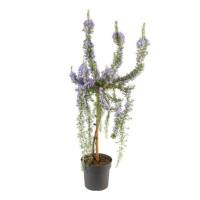 Rosmarinus Prostratus Standard Tree Established Plant in 19cm Pot - 3