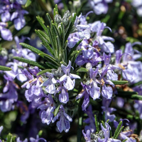 Rosmarinus Sissinghurst Blue Garden Plant - Blue Flowering, Compact Size (10-30cm Height Including Pot)