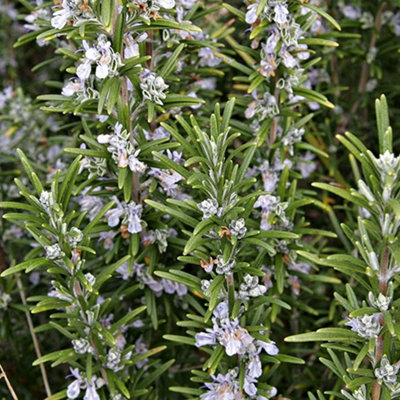 Rosmarinus Sissinghurst Blue Garden Plant - Blue Flowering, Compact Size (10-30cm Height Including Pot)