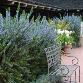 Rosmarinus Tuscan Blue Garden Plant - Blue Flowers, Fragrant Leaves, Hardy (15-30cm Height Including Pot)
