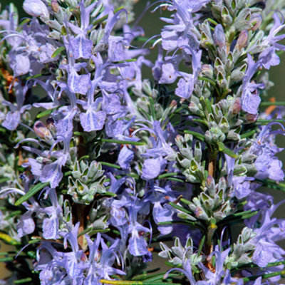 Rosmarinus Whitewater SIlver Garden Plant - Light Purple Flowering, Compact Size (10-30cm Height Including Pot)