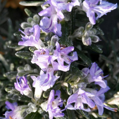 Rosmarinus Whitewater SIlver Garden Plant - Light Purple Flowering, Compact Size (10-30cm Height Including Pot)
