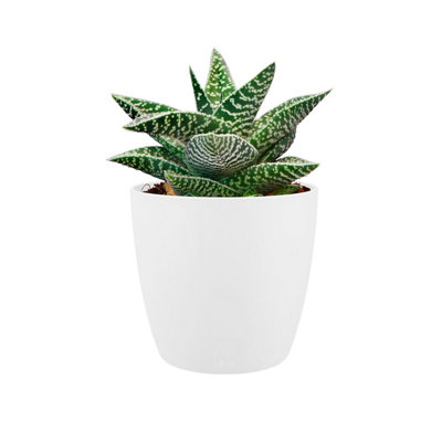 Round Mini White 7cm Planters Set of Three For Houseplants and Displaying Indoors