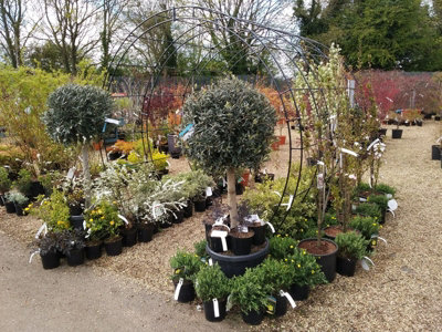 Round Tunnel (Including Ground Spikes) Bare Metal - Ready to Rust - Steel - L228.6 x W238.8 x H66 cm - 3