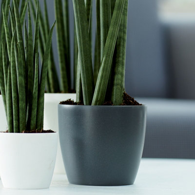 Rounded Anthracite Planters Set of Three For Houseplants and Displaying Indoors