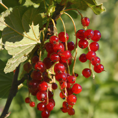 Rovada Redcurrant (Ribes rubrum) Plant - 7Ltr Potted